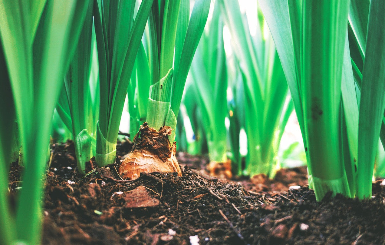 Going Green on Earth Day 2017