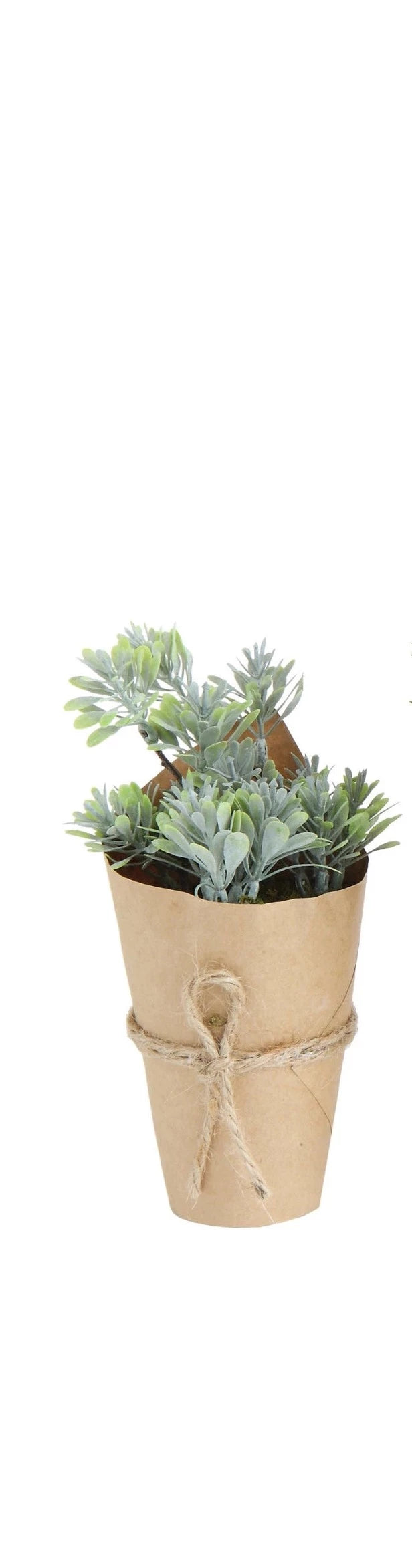 Paper Wrapped Plant