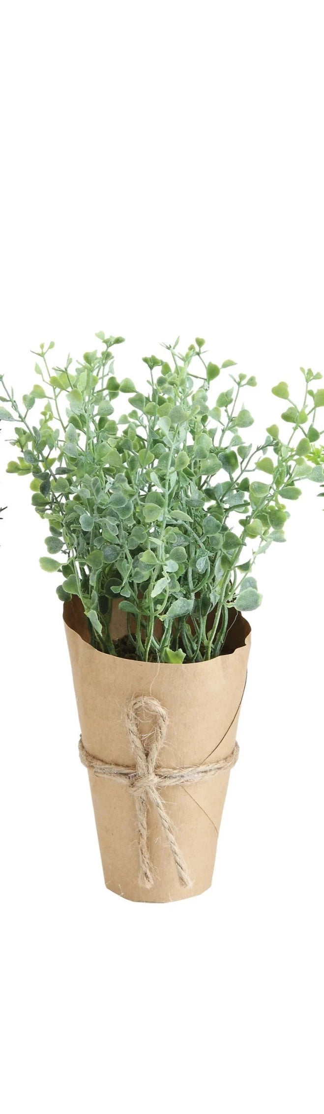Paper Wrapped Plant